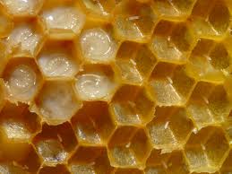 Royal Jelly
