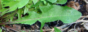 dandelion_leaf_full